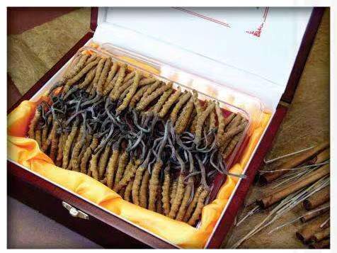 良庆冬虫夏草回收